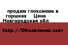 продам глоксинию в горшках, › Цена ­ 130 - Новгородская обл.  »    